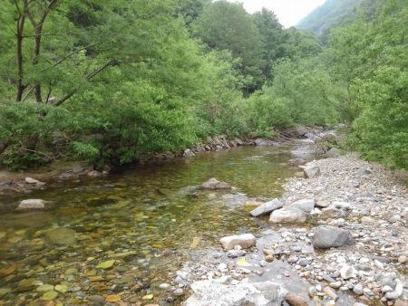 九頭竜川水系でイワナ釣り